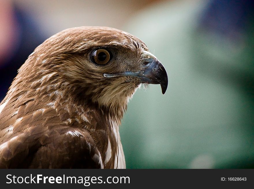 A close up of a Red Tailed Hawk.