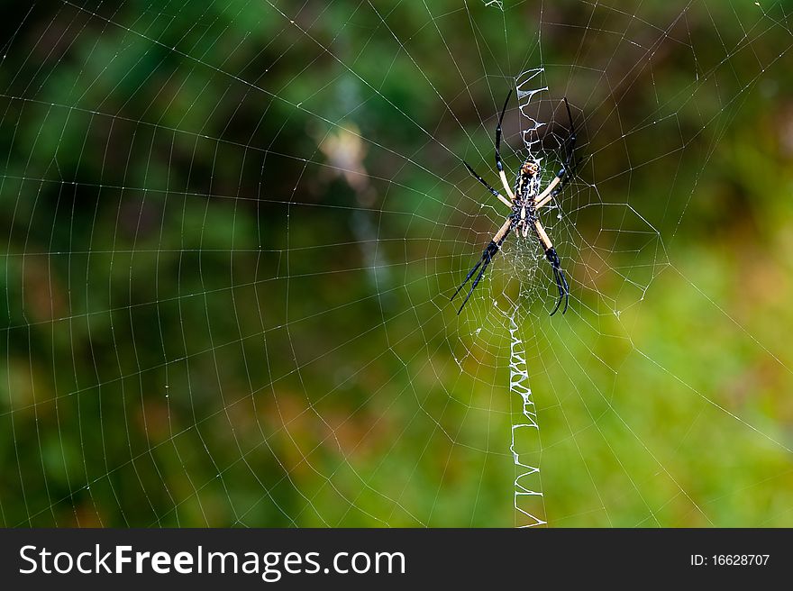 Black and Yellow Garden Spider on web in a green garden. Black and Yellow Garden Spider on web in a green garden