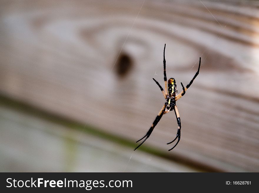 Black and Yellow Garden Spider on web on a deck. Black and Yellow Garden Spider on web on a deck