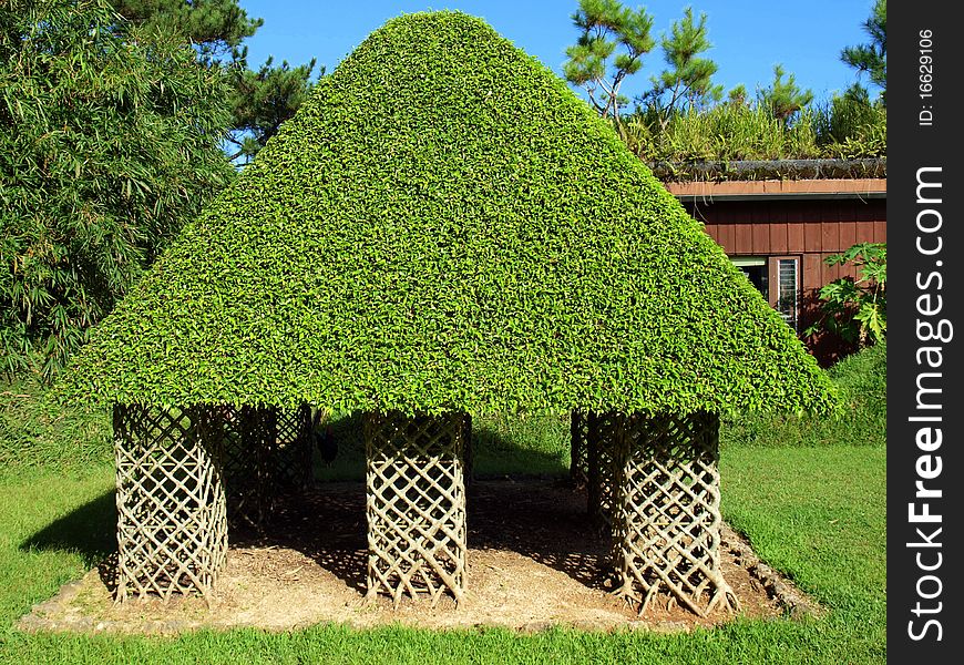 Structure made of wood with a roof of bright green leaves. Structure made of wood with a roof of bright green leaves.