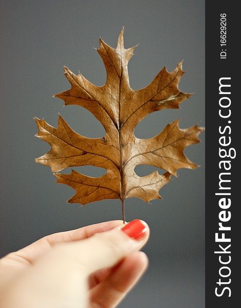 A hand holding a fallen leaf on a gray background. A hand holding a fallen leaf on a gray background