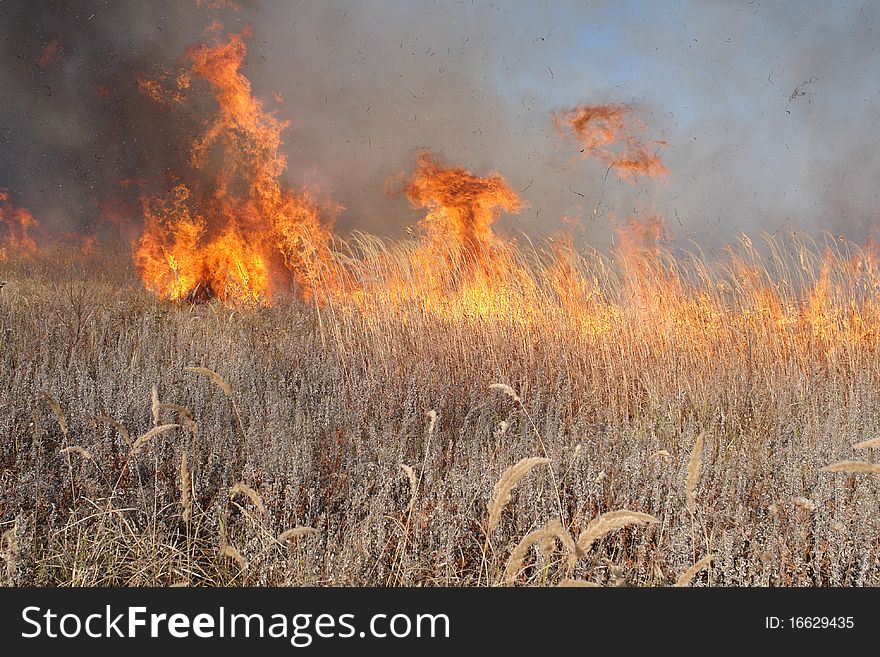 Grass fire