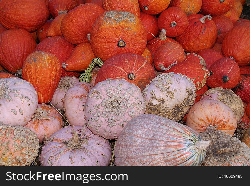 A Bunch of Multi Colored Gourds and Pumpkins. A Bunch of Multi Colored Gourds and Pumpkins