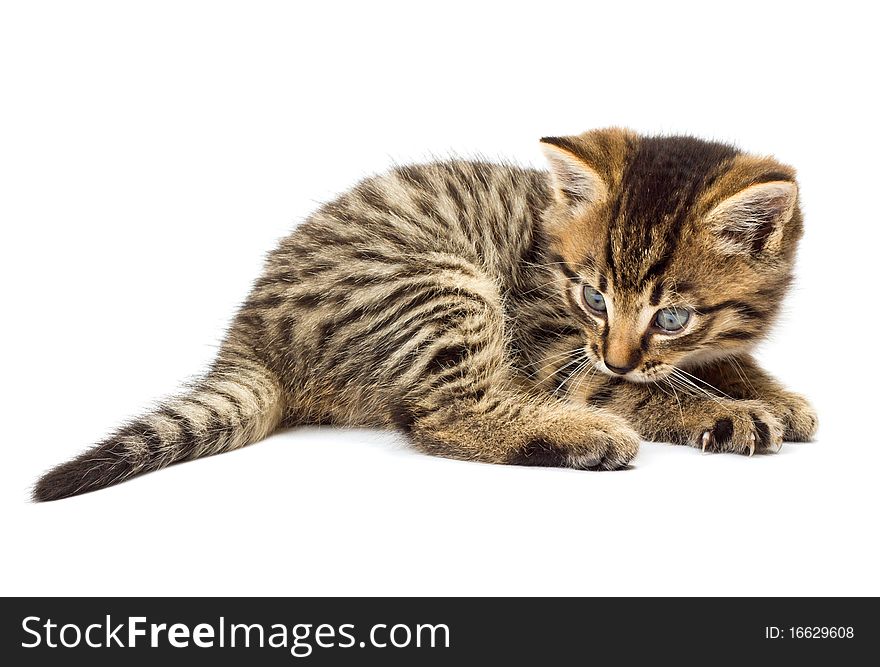 Funny kitten isolate in white background