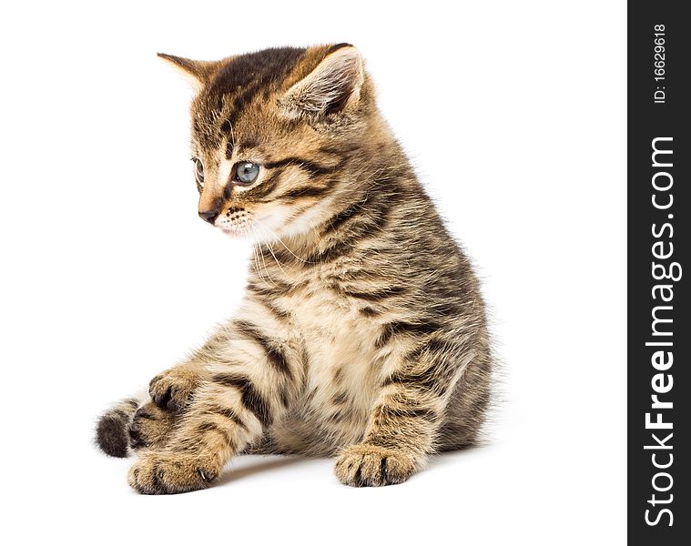 Funny kitten isolate in white background