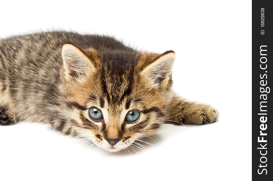 Funny kitten isolate in white background