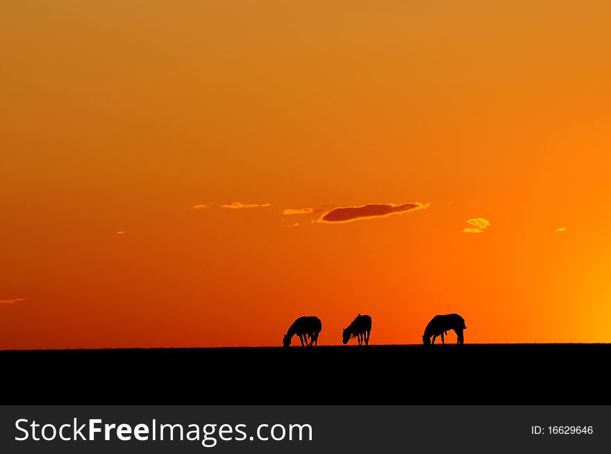 Silhouette of the horses grazing against a background of red sky and the sunset