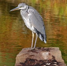 Grey Heron Perched On A Rock Stock Photography Grey Heron Perched On A Rock Stock Photography