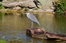 Grey Heron Perched On A Rock Stock Images Grey Heron Perched On A Rock Stock Images