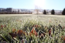 Frosty Grass Stock Image