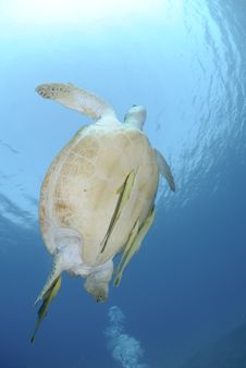 Green Turtle Swimming Towards The Ocean Surface. Stock Photo Green Turtle Swimming Towards The Ocean Surface. Stock Photo
