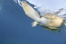 Green Sea Turtle Close To The Ocean Surface. Stock Photos Green Sea Turtle Close To The Ocean Surface. Stock Photos
