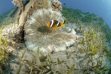 Red Sea Anemonefish Royalty Free Stock Image Red Sea Anemonefish Royalty Free Stock Image