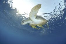 Green Sea Turtle Close To The Ocean Surface. Royalty Free Stock Photos Green Sea Turtle Close To The Ocean Surface. Royalty Free Stock Photos