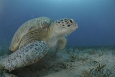 Green Sea Turtle Swimming Over Seagrass Bed. Royalty Free Stock Photography Green Sea Turtle Swimming Over Seagrass Bed. Royalty Free Stock Photography