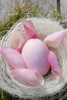Easter Egg In Pastel With Pink Petals Stock Images