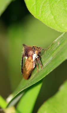 Tree Hopper Royalty Free Stock Images Tree Hopper Royalty Free Stock Images