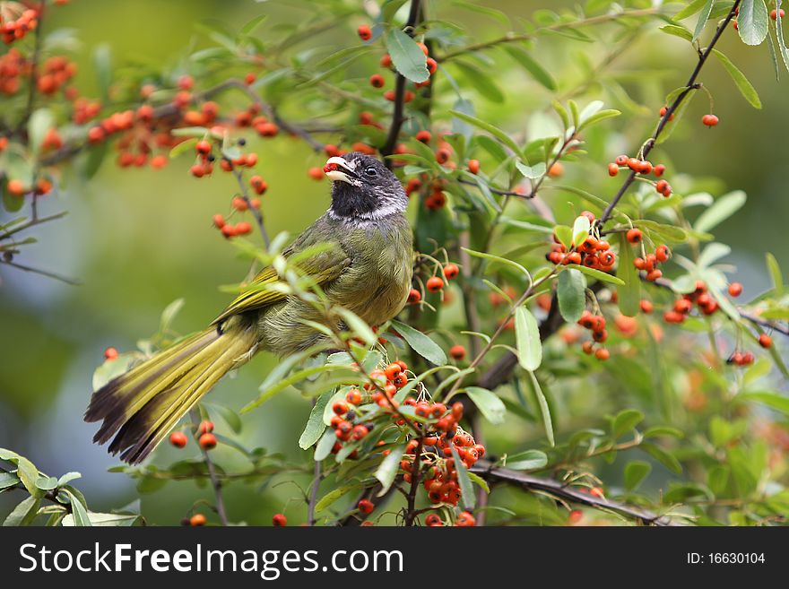 Kingdom: Animalia, Phylum: Chordata, Class: Aves, Order: Passeriformes, Family: Pycnonotidae, Genus: Spizixos, Species: S. semitorques. Distributed in Taiwan, Vietnam and mainland China, Gansu, Sichuan, Yunnan, Shaanxi, East arrived in Henan, south of the Yangtze in southern China and mainland, and more inhabit the plains and mountain woods. This is in Jinhua City, Zhejiang, China captured. Kingdom: Animalia, Phylum: Chordata, Class: Aves, Order: Passeriformes, Family: Pycnonotidae, Genus: Spizixos, Species: S. semitorques. Distributed in Taiwan, Vietnam and mainland China, Gansu, Sichuan, Yunnan, Shaanxi, East arrived in Henan, south of the Yangtze in southern China and mainland, and more inhabit the plains and mountain woods. This is in Jinhua City, Zhejiang, China captured.