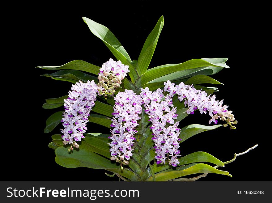 Wild orchid flower bouquet with flowers and leaf shapes that look strange.