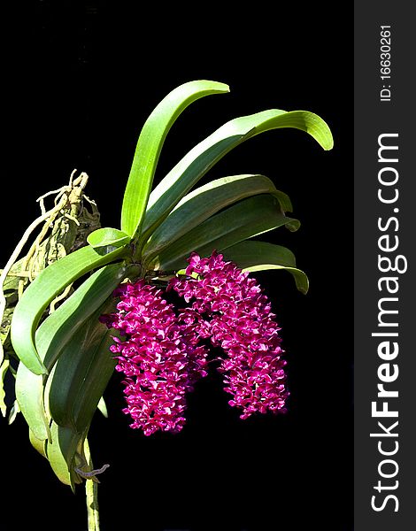 Wild orchid flower bouquet with flowers and leaf shapes that look strange.