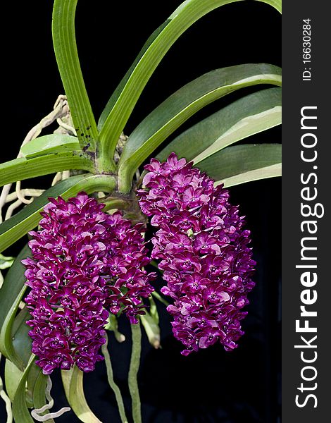 Wild orchid flower bouquet with flowers and leaf shapes that look strange.