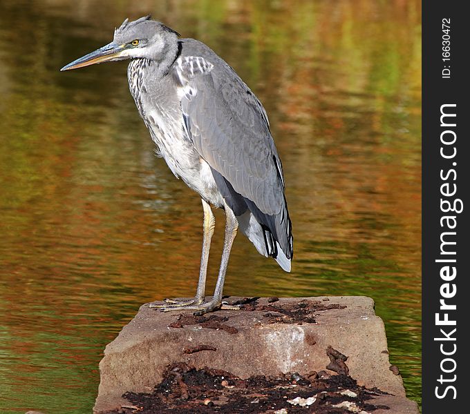 Grey Heron perched on a Rock