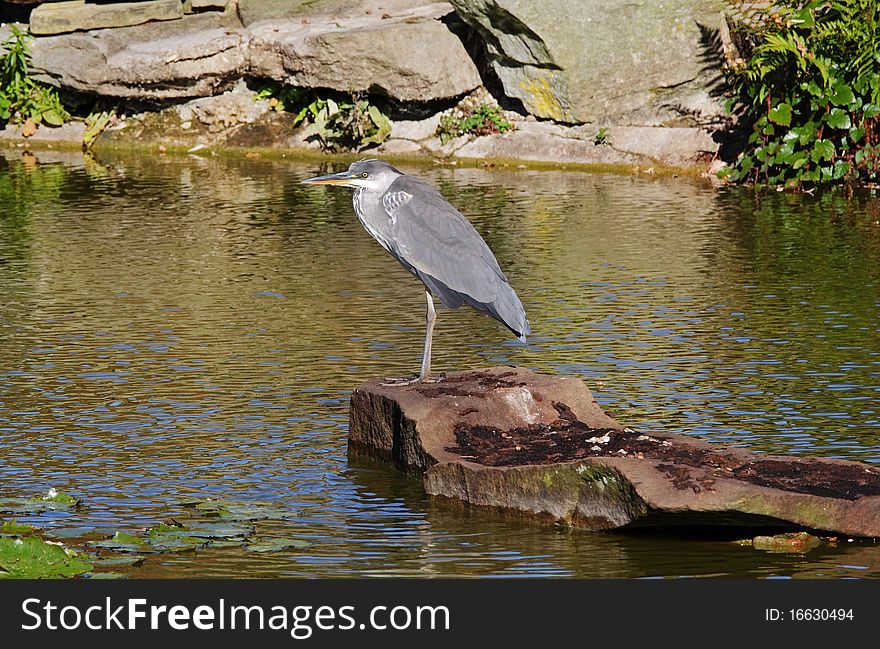 Grey Heron perched on a Rock