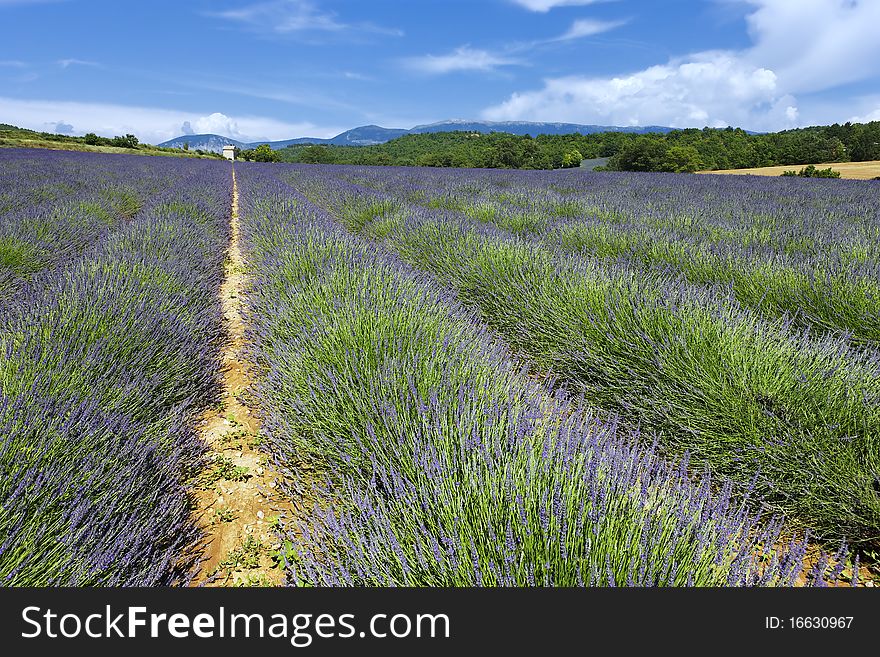 Lavender field in french
