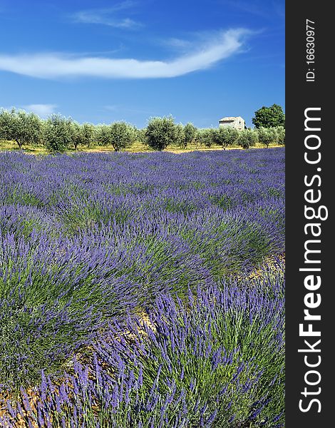 French Lavender Field And Cloud