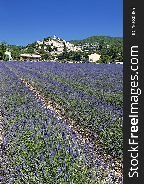 Lavender field in France on summer. Lavender field in France on summer