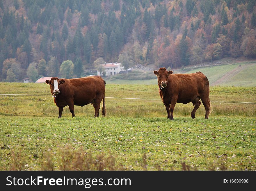 Two cows brown and trees