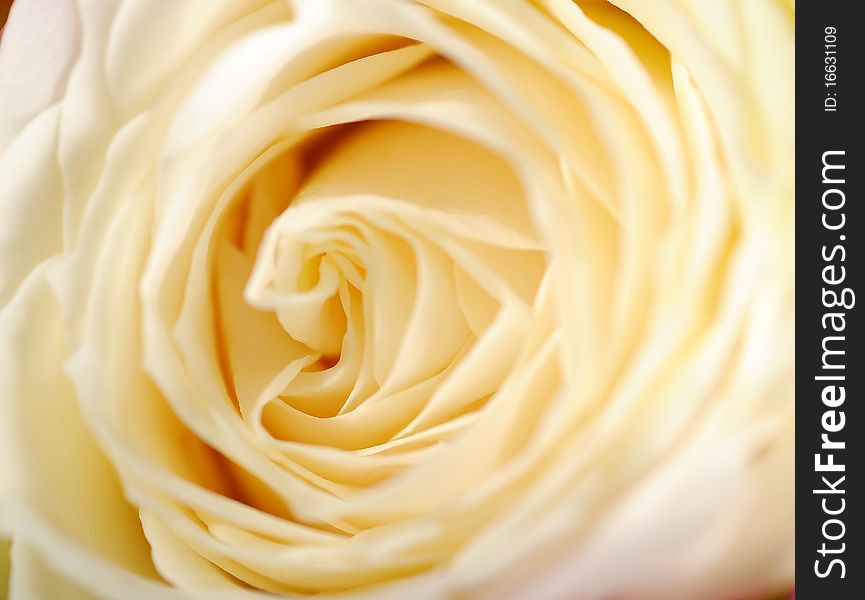 Close up beutiful white rose