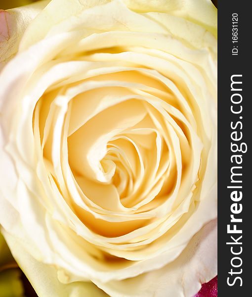 Close up white rose in studio