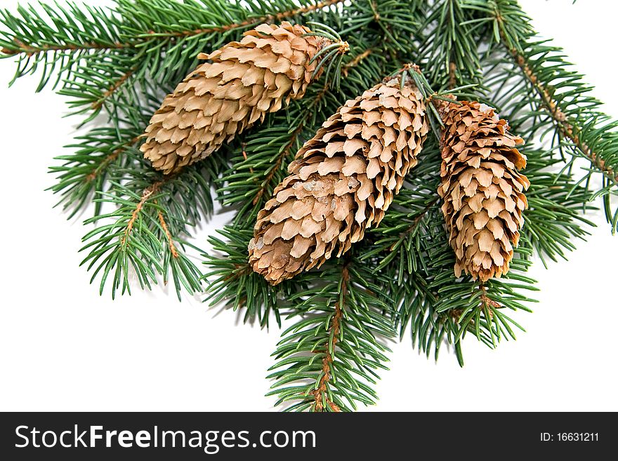 Pine cones and green needles. Pine cones and green needles