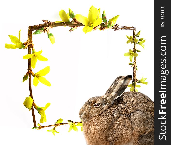 Hare and spring frame with spring buds. Hare and spring frame with spring buds