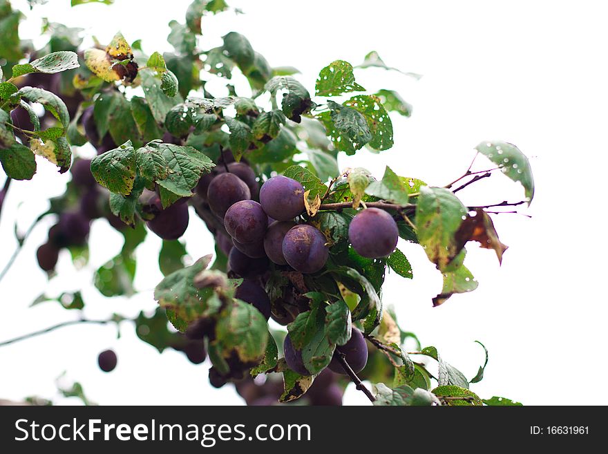 Organic plum fruit. Close up image