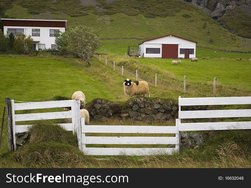 Sheep farm in icelandic highlands