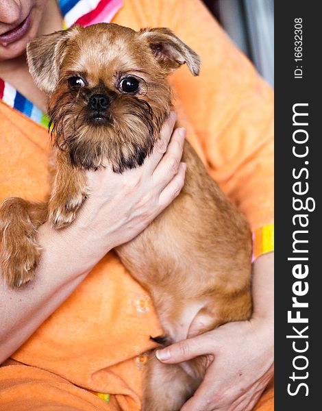 Smooth haired Brussels Griffon puppy. Smooth haired Brussels Griffon puppy