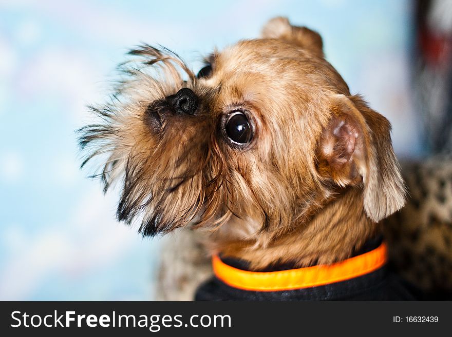 Smooth haired Brussels Griffon puppy. Smooth haired Brussels Griffon puppy