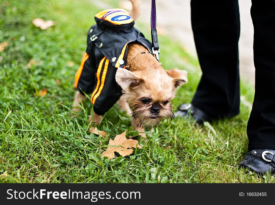 Griffon Bruxellois Is Walking In Park