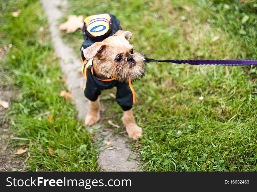 Griffon Bruxellois Is Walking In Park