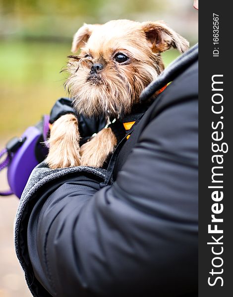 Smooth haired Brussels Griffon puppy. Smooth haired Brussels Griffon puppy