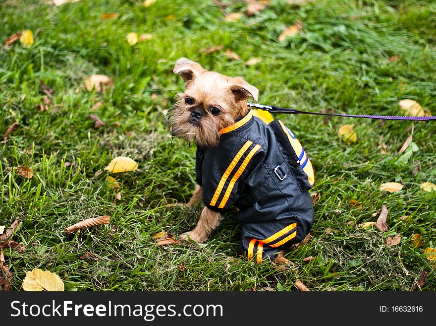 Griffon Bruxellois Is Walking In Park