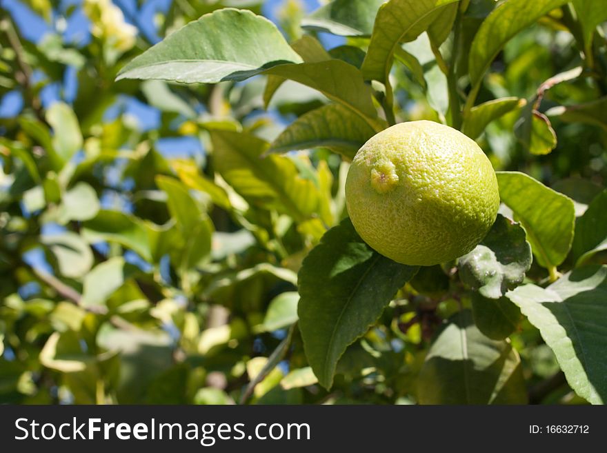 Lemon on a branch against the blue sky