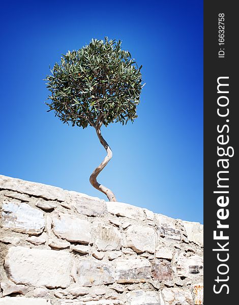 The olive tree against the blue sky