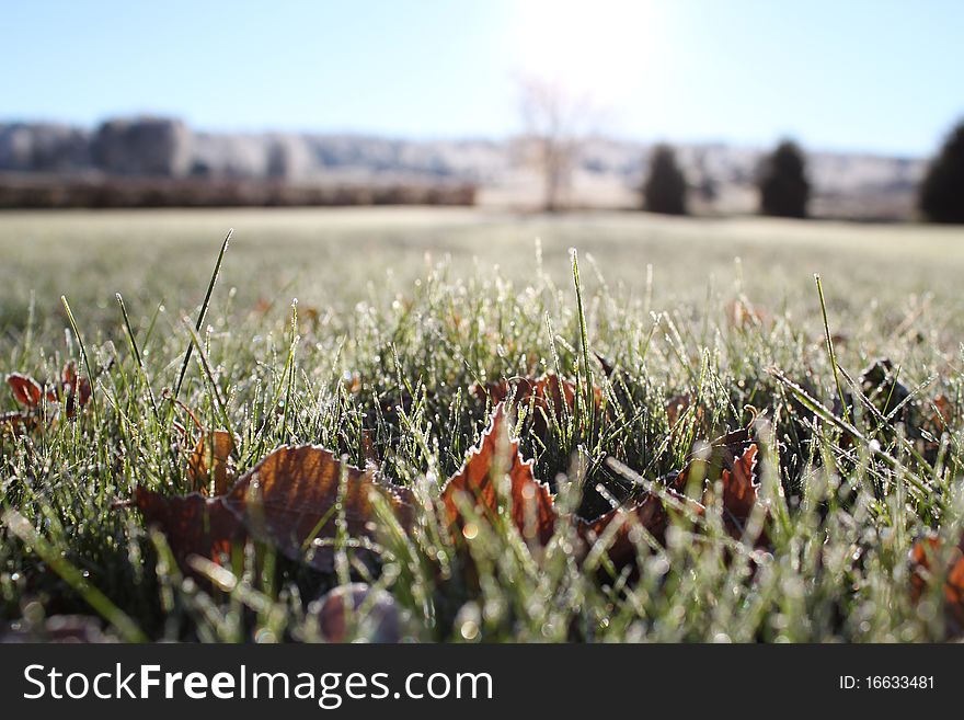 Frosty grass