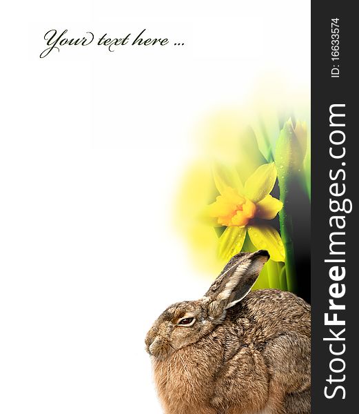 Easter hare and daffodils and empty space for text