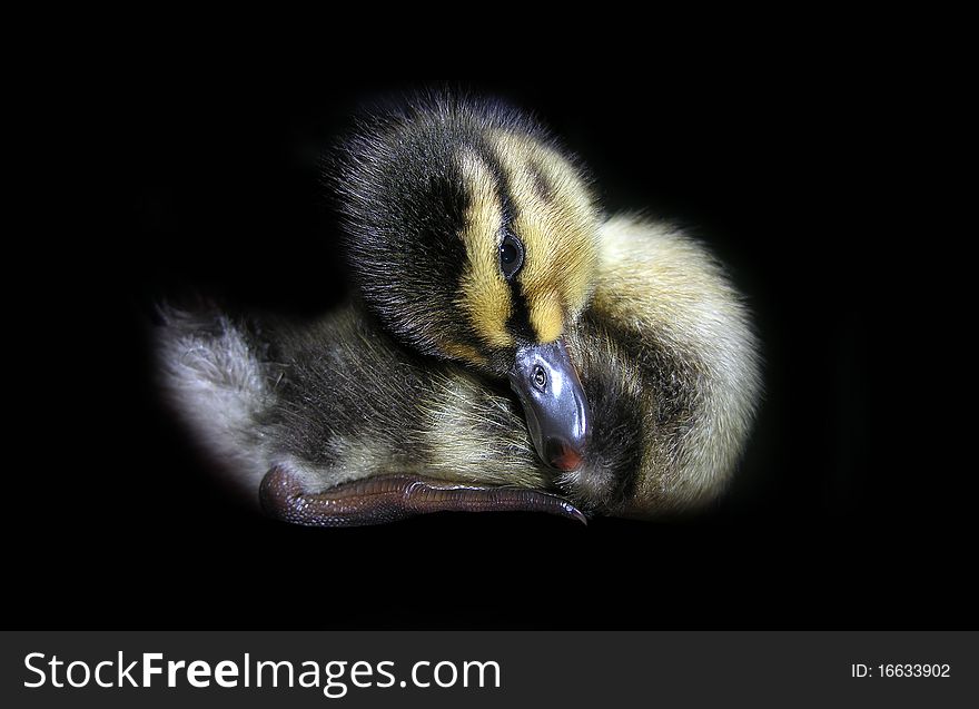 Small duckling isolated on a black background