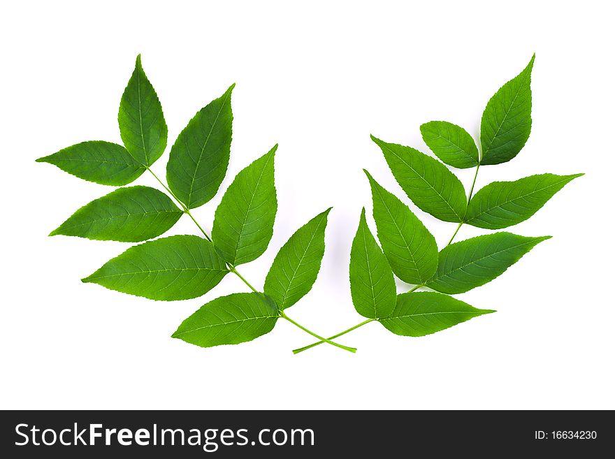 Two branches isolated on white background