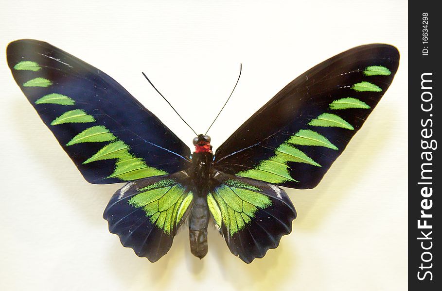 Beautiful big green butterfly over white background. Beautiful big green butterfly over white background